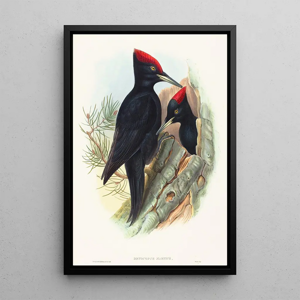 Grand black woodpecker painting - John Gould — framed artwork on a wall