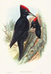Grand black woodpecker painting - John Gould — artwork view