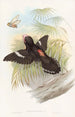 Large Eurylaime Painting - John Gould — artwork view