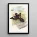 Large Eurylaime Painting - John Gould — framed artwork on a wall