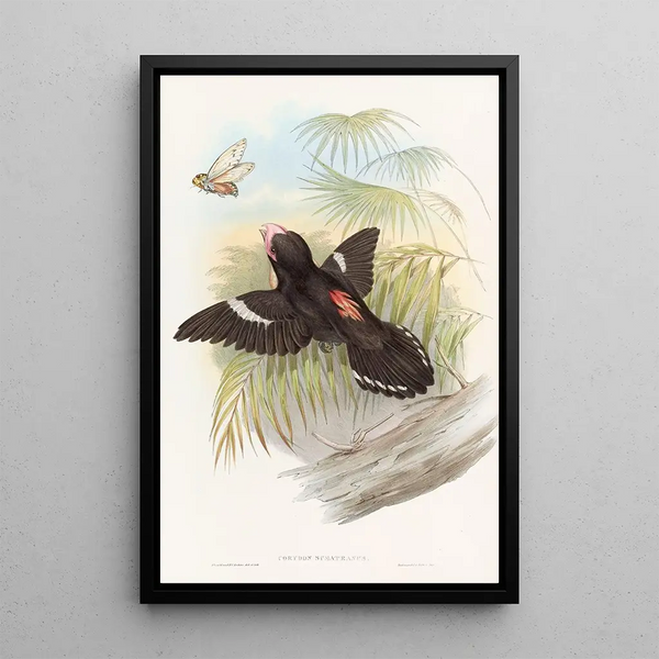 Large Eurylaime Painting - John Gould — framed artwork on a wall