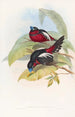 Eurylaime à gros bec - John Gould — artwork view