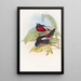 Eurylaime à gros bec - John Gould — framed artwork on a wall