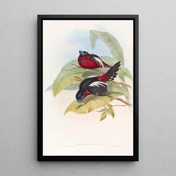 Eurylaime à gros bec - John Gould — framed artwork on a wall