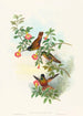 Helianthea eos - John Gould — artwork view