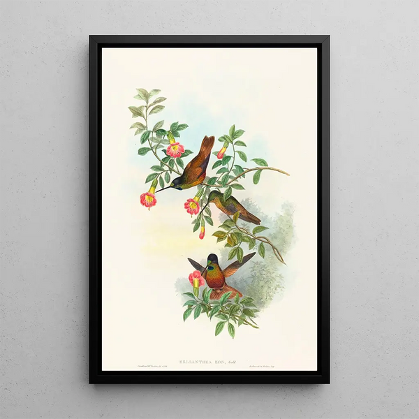 Helianthea eos - John Gould — framed artwork on a wall