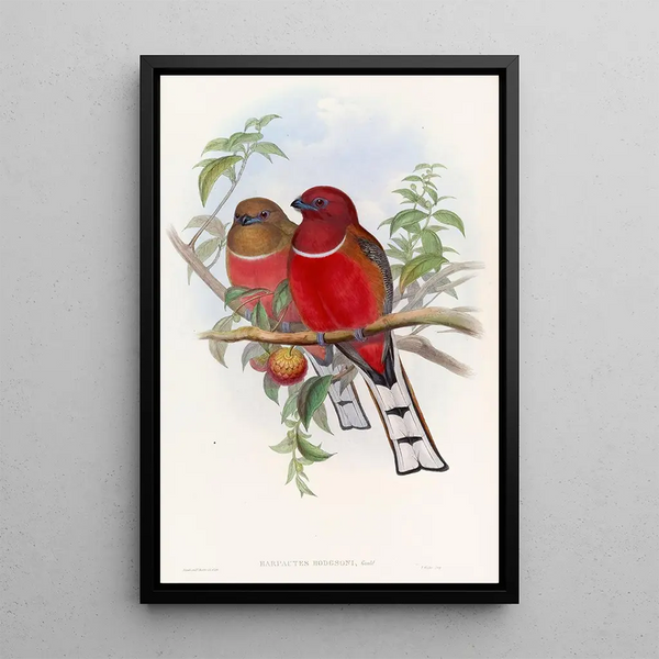 Trogon Painting by Hodgson - John Gould — framed artwork on a wall