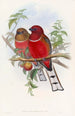 Trogon Painting by Hodgson - John Gould — artwork view
