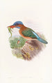 Hombron Kingfisher Painting - John Gould — artwork view