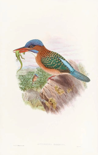 John Gould - Hombrons Kingfisher.webp
