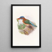 Hombron Kingfisher Painting - John Gould — framed artwork on a wall
