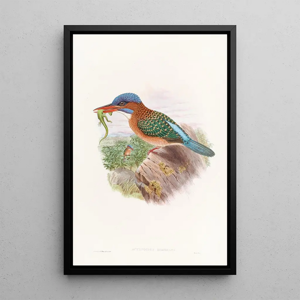 Hombron Kingfisher Painting - John Gould — framed artwork on a wall