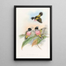 Eurylaime à capuchon - John Gould — framed artwork on a wall