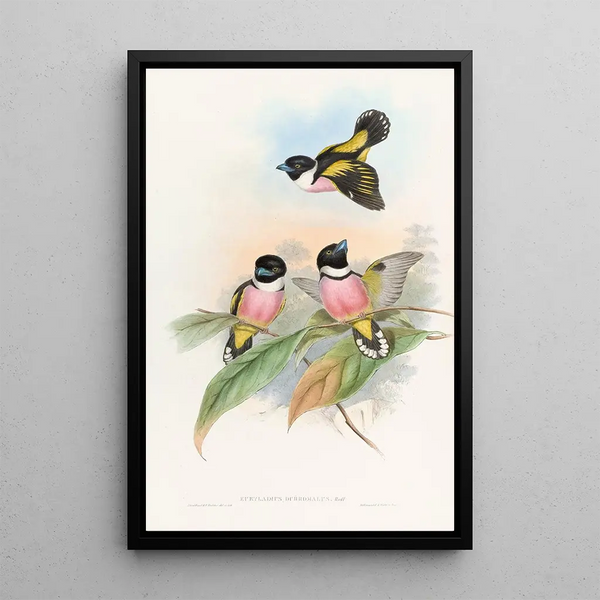 Eurylaime à capuchon - John Gould — framed artwork on a wall