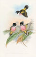 Eurylaime à capuchon - John Gould — artwork view
