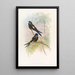 Hemiprocne with Hood - John Gould — framed artwork on a wall