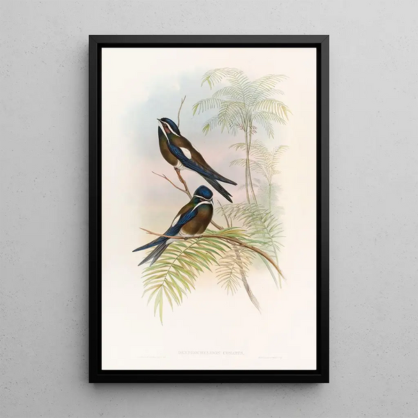 Hemiprocne with Hood - John Gould — framed artwork on a wall