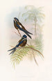 Hemiprocne with Hood - John Gould — artwork view