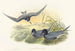 Hydrochelidon nigra - John Gould — artwork view