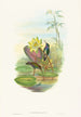 Hylocharis lactea - John Gould — artwork view
