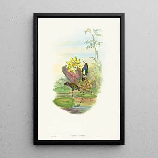 Hylocharis lactea - John Gould — framed artwork on a wall