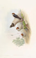 Indian Cliff Swallow - John Gould — artwork view