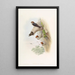 Indian Cliff Swallow - John Gould — framed artwork on a wall
