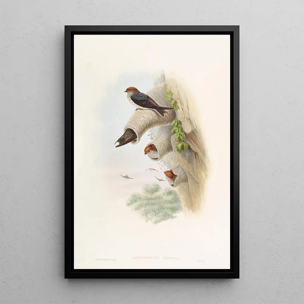 Indian Cliff Swallow - John Gould — framed artwork on a wall