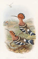 Indian Bunting - John Gould — artwork view