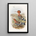 Indian Bunting - John Gould — framed artwork on a wall