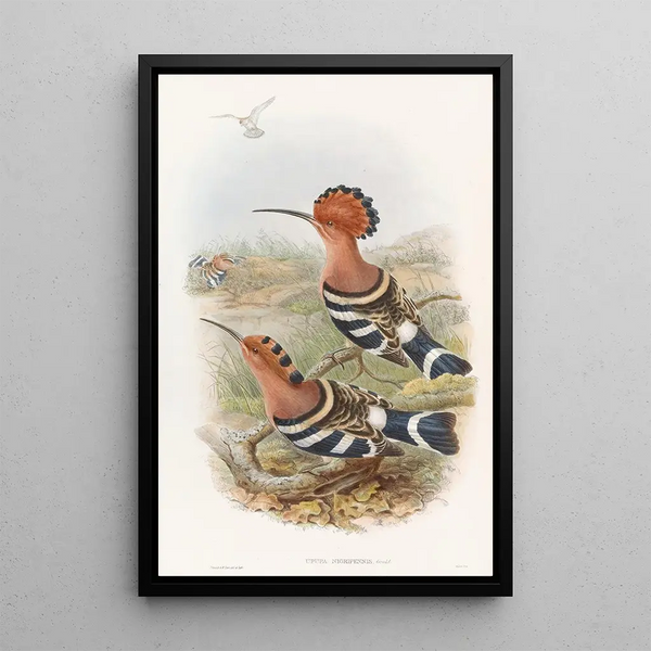 Indian Bunting - John Gould — framed artwork on a wall