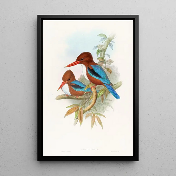Indian Kingfisher Painting - John Gould — framed artwork on a wall