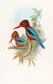 Indian Kingfisher Painting - John Gould — artwork view