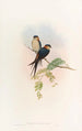 Indian Swallow Mosque Painting - John Gould — artwork view