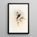Indian Swallow Mosque Painting - John Gould — framed artwork on a wall