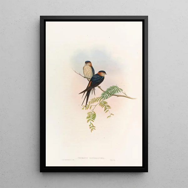 Indian Swallow Mosque Painting - John Gould — framed artwork on a wall