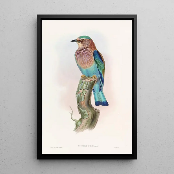 Indian Roller Painting - John Gould — framed artwork on a wall