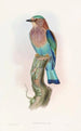 Indian Roller Painting - John Gould — artwork view