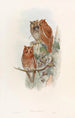 Indian Little Owl - John Gould — artwork view