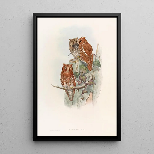 Indian Little Owl - John Gould — framed artwork on a wall