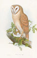 Indian Little Owl - John Gould — artwork view