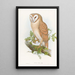 Indian Little Owl - John Gould — framed artwork on a wall