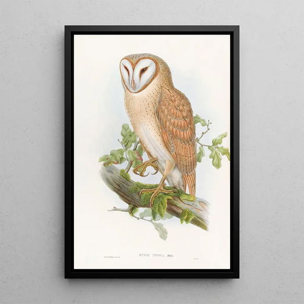 Indian Little Owl - John Gould — framed artwork on a wall