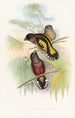 Java Eurylaime - John Gould — artwork view