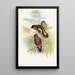 Java Eurylaime - John Gould — framed artwork on a wall