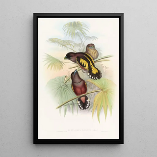 John Gould - Javan Eurylaime.webp