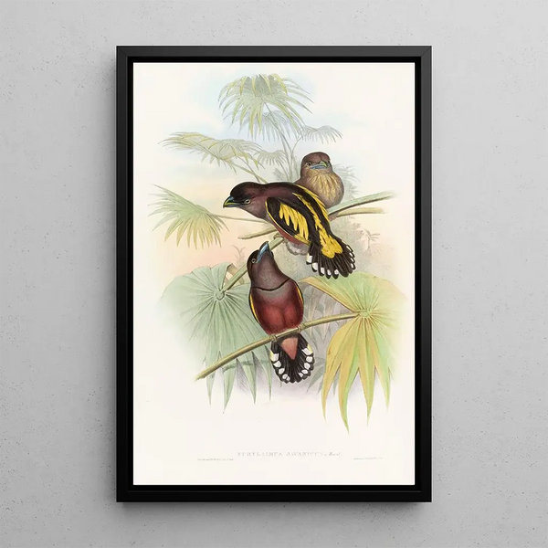 Java Eurylaime - John Gould — framed artwork on a wall