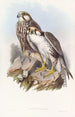 Falcon Jugger - John Gould — artwork view