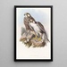 Falcon Jugger - John Gould — framed artwork on a wall