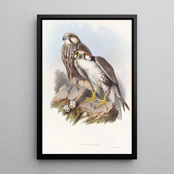 Falcon Jugger - John Gould — framed artwork on a wall